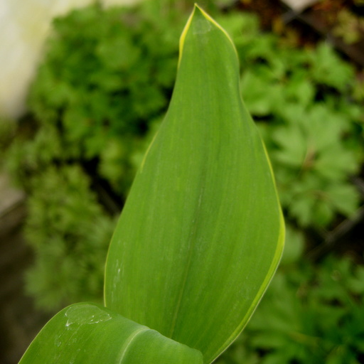 Convallaria majalis 'White Margin' - Click Image to Close